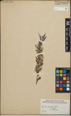 Foto von Salix hindsiana Benth.